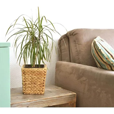 Henrietta In The House * 诺德奈